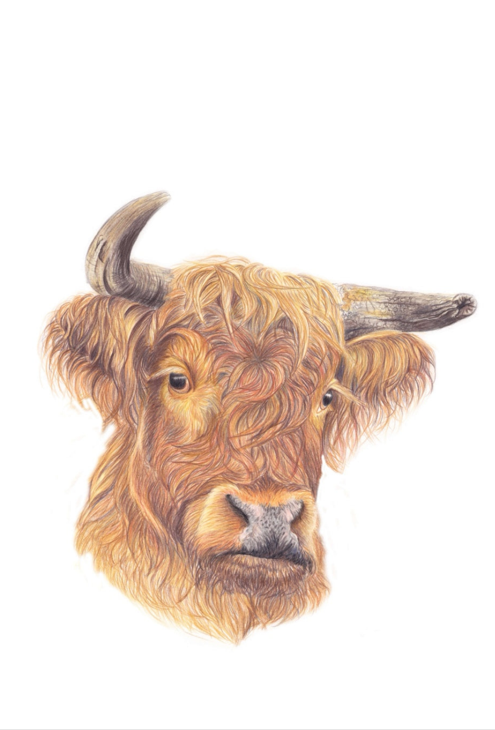 Highland Bull Fine Art NZ Tea Towel - White