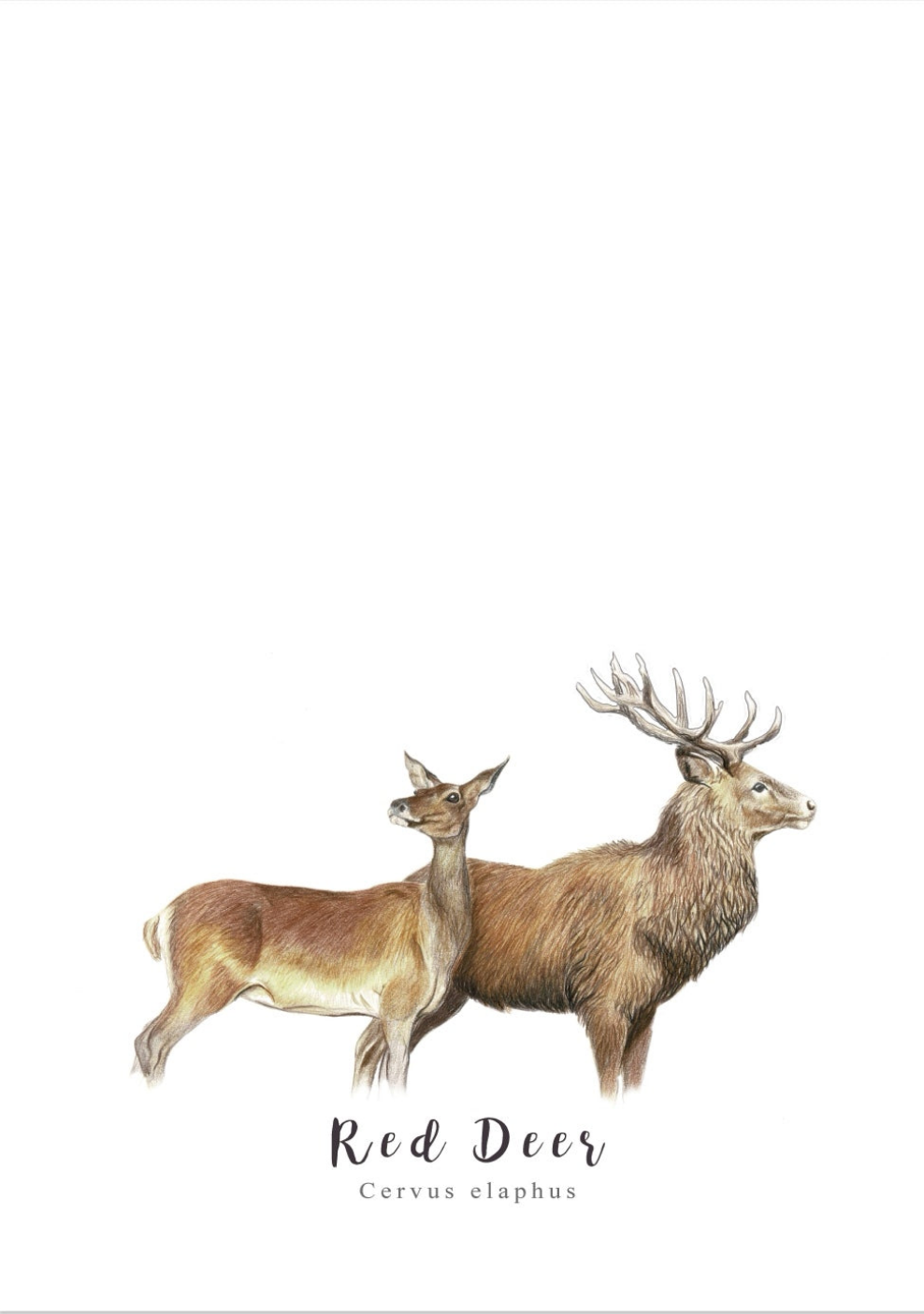 Red Deer Fine Art NZ Tea Towel - White