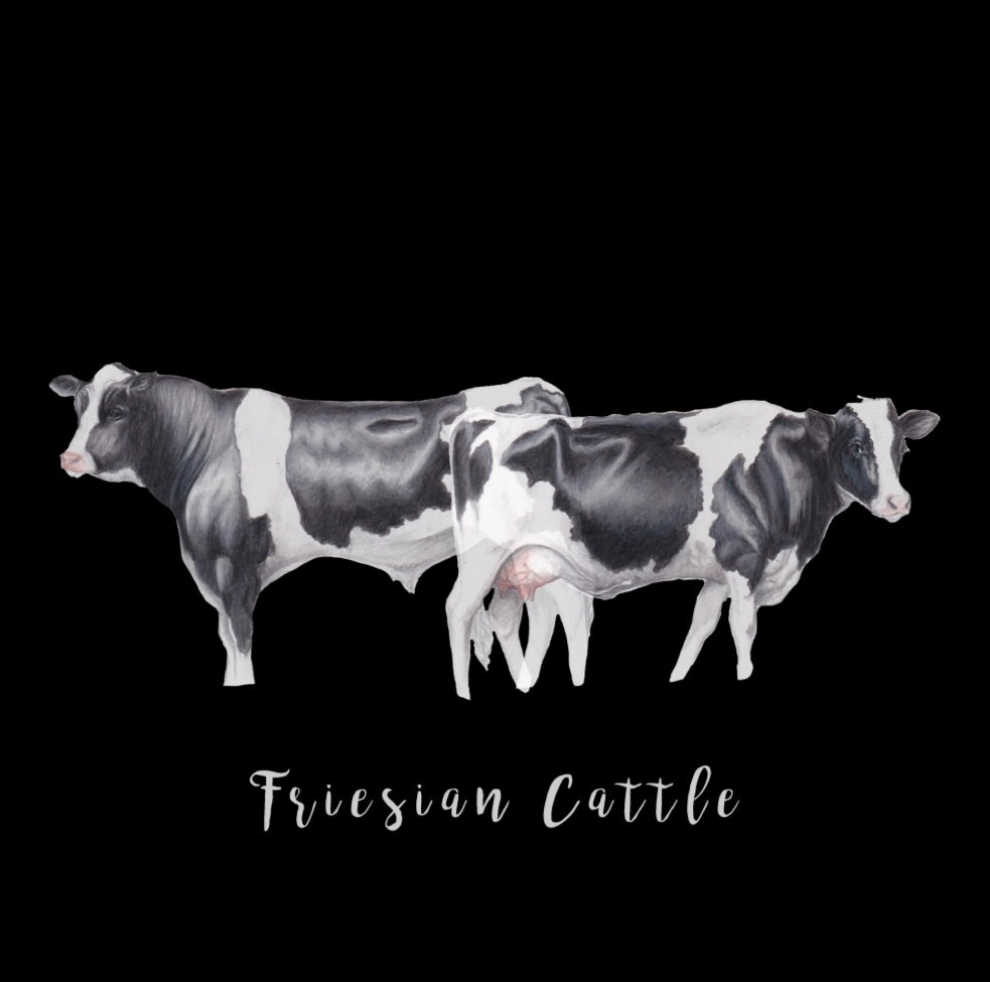 Friesian Cattle Fine Art NZ Tea Towel - Black
