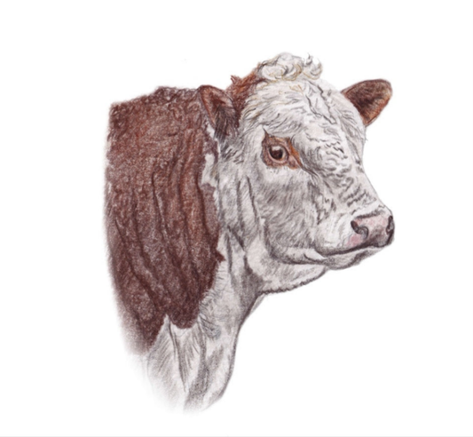 Hereford Bull Fine Art Tea Towel - White