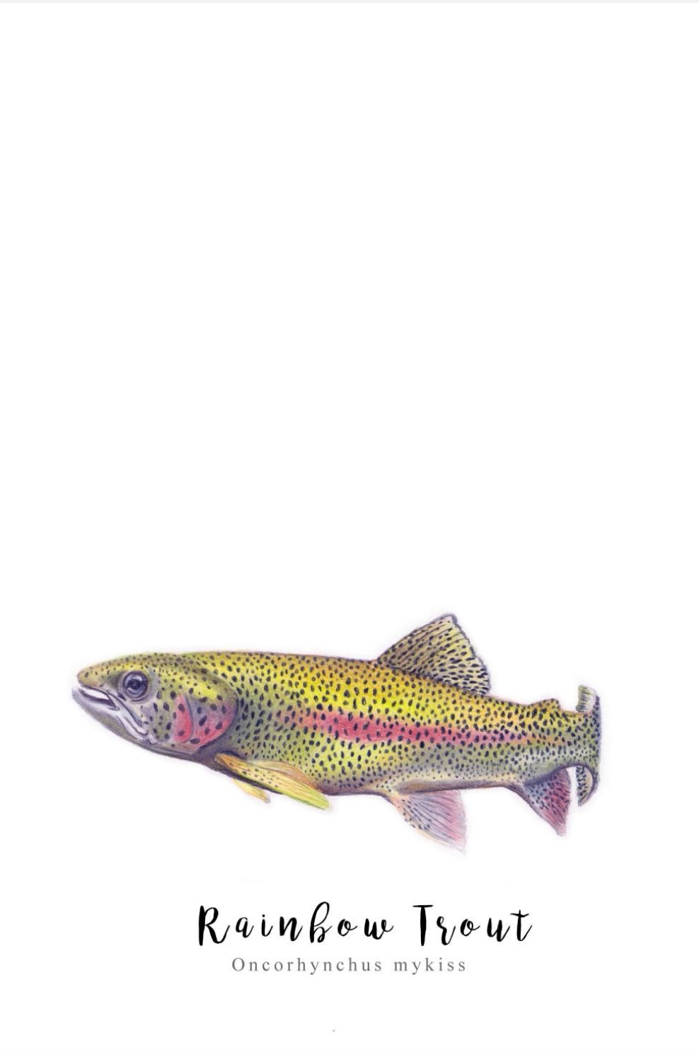 Trout Fine Art NZ Tea Towel