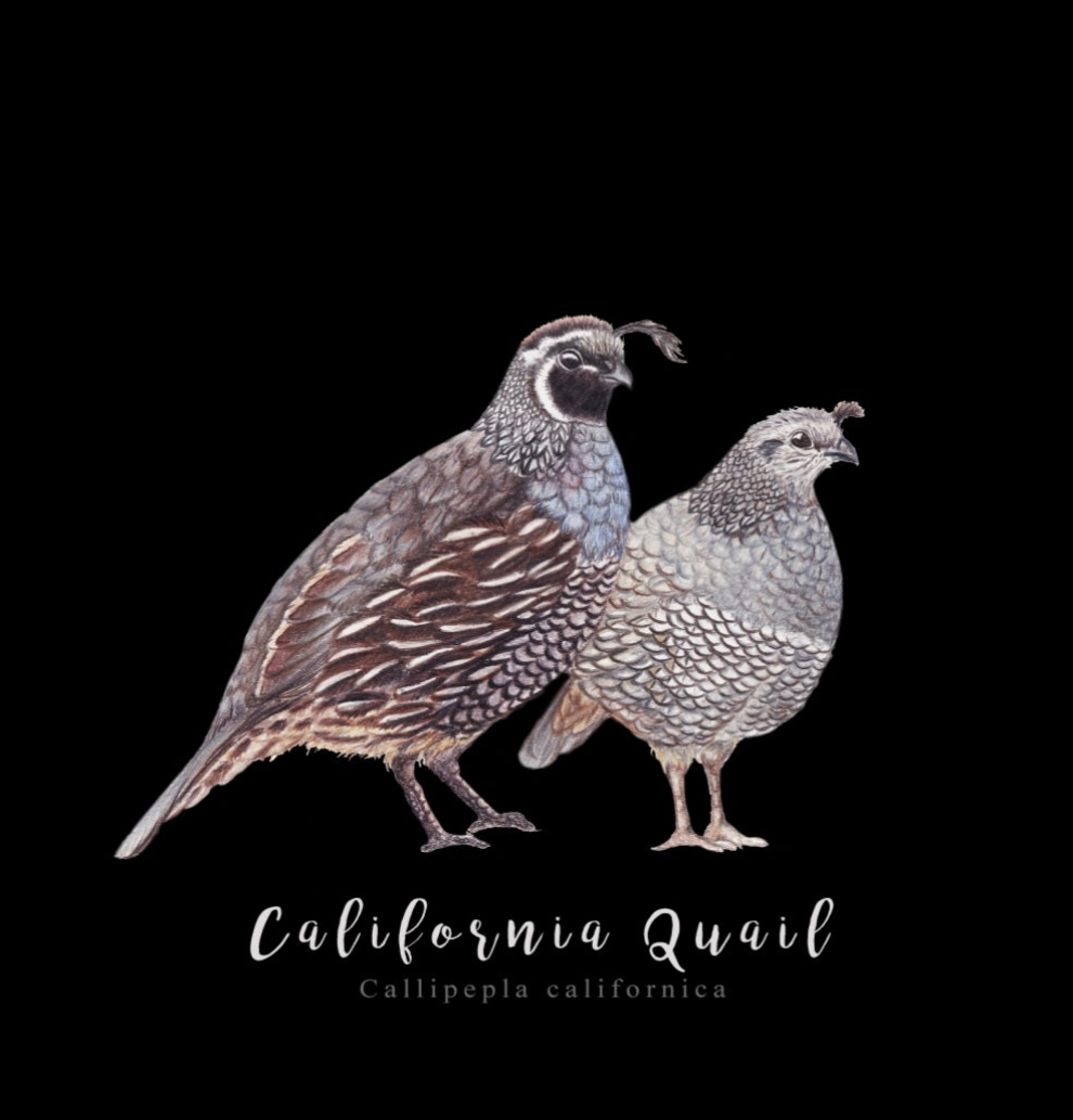 Pair of California Quail NZ Tea Towel - Black