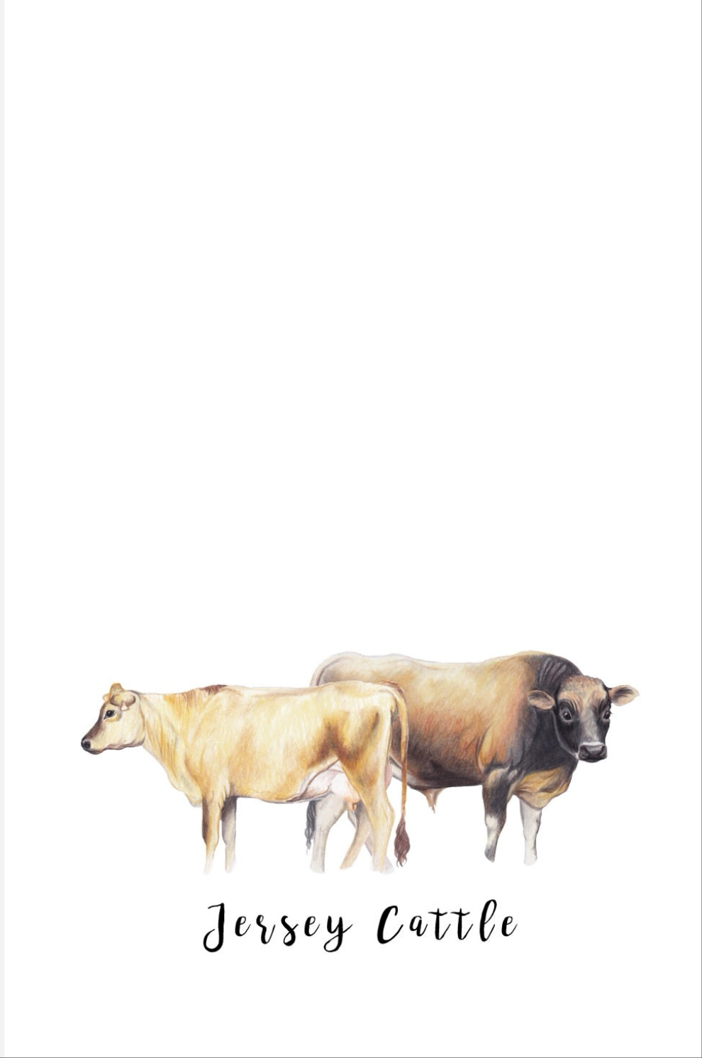 Jersey Cattle Fine Art NZ Tea Towel - White