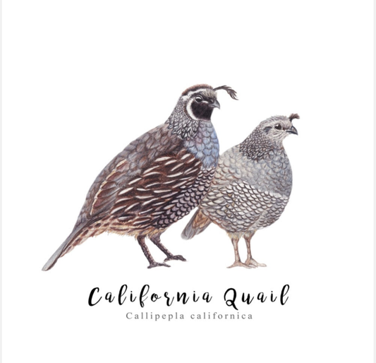 Pair of California Quail NZ Tea Towel - White