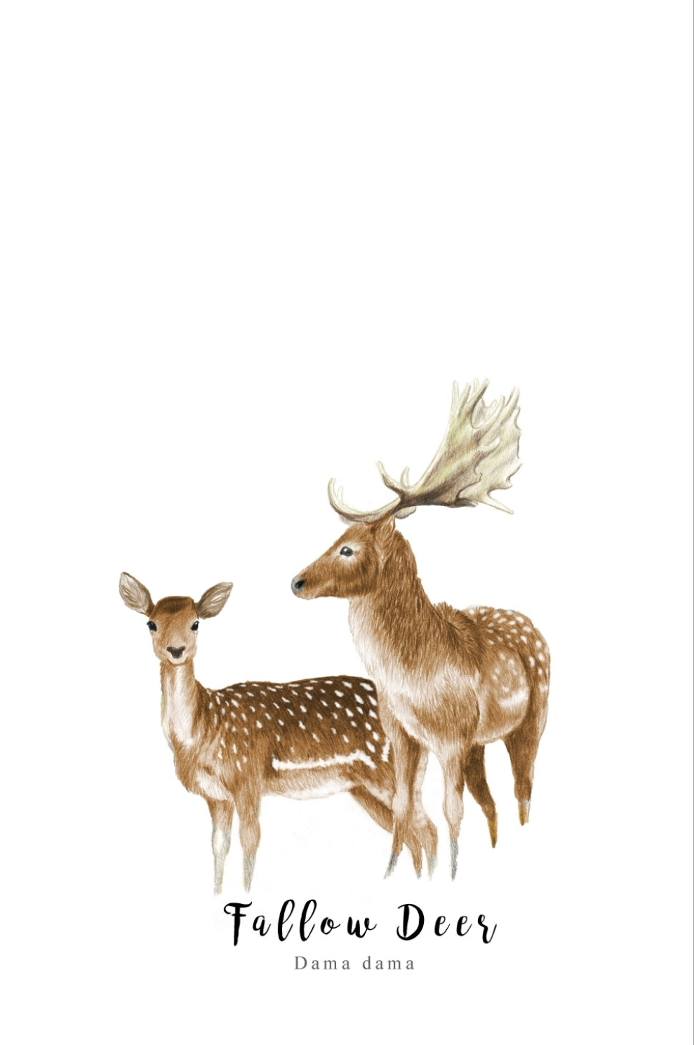 Fallow Deer Fine Art NZ Tea Towel - White