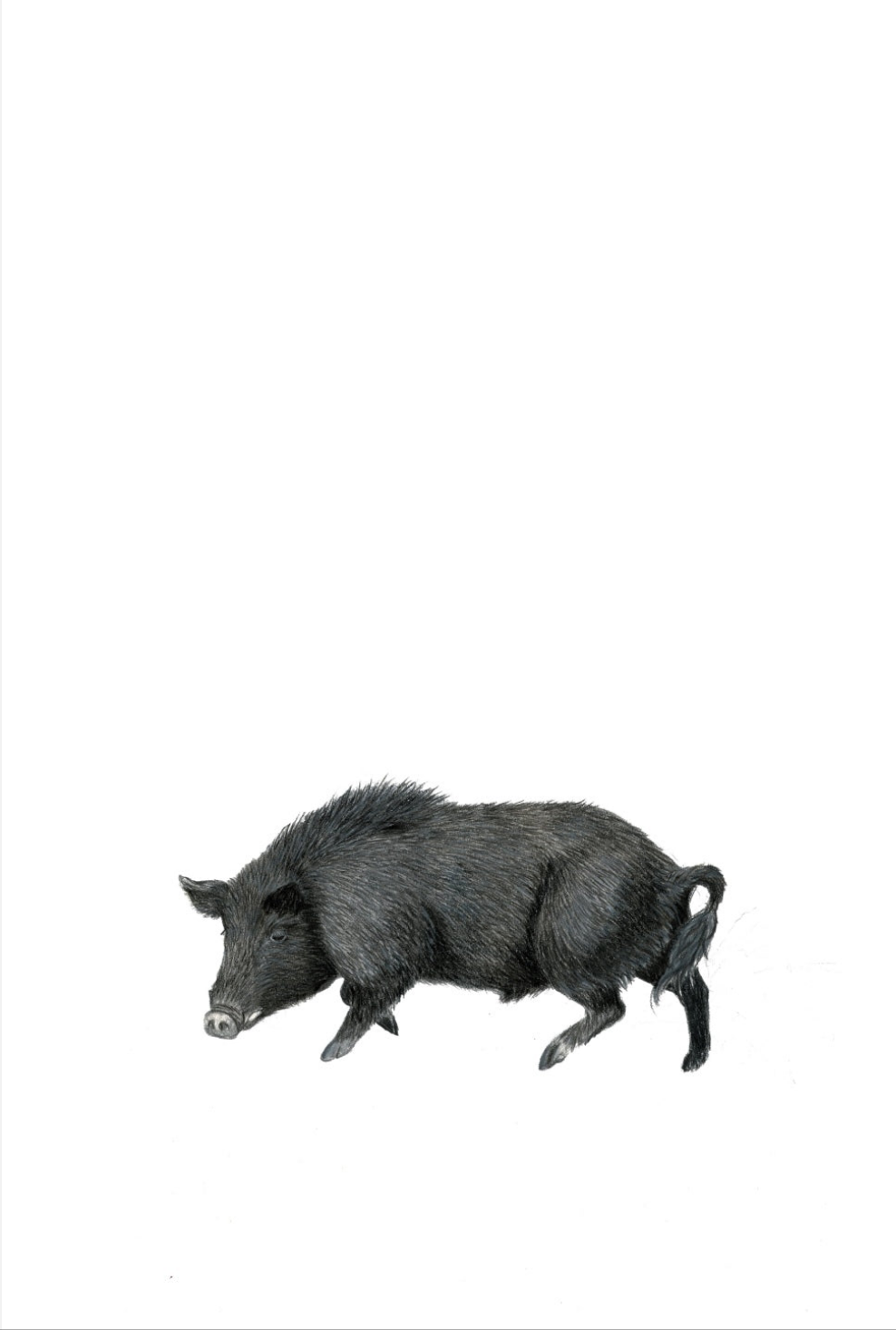Wild Boar Fine Art NZ Tea Towel - White