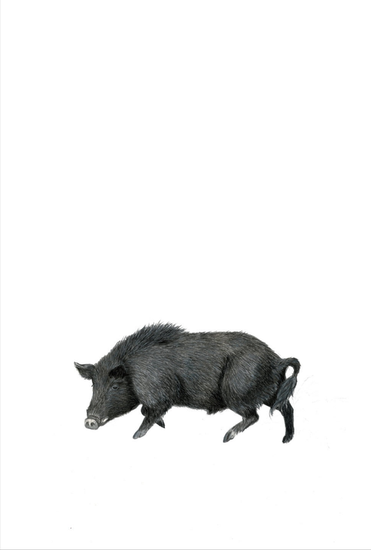 Wild Boar Fine Art NZ Tea Towel - White