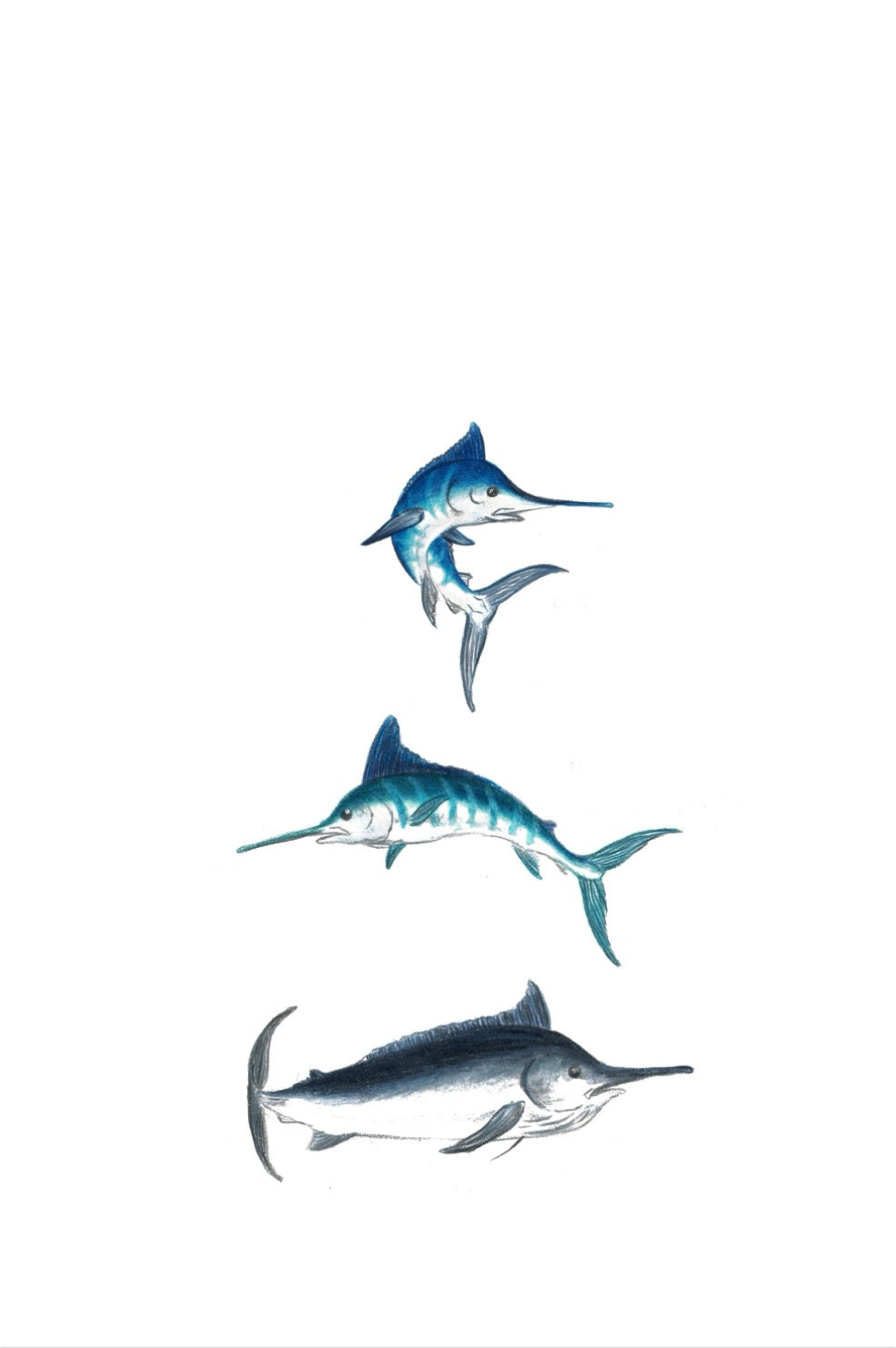 Marlin Trio Fine Art NZ Tea Towel - White