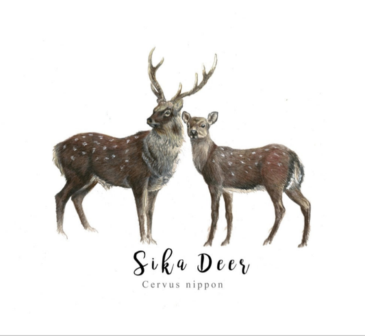 Sika Deer Fine Art NZ Tea Towel - White