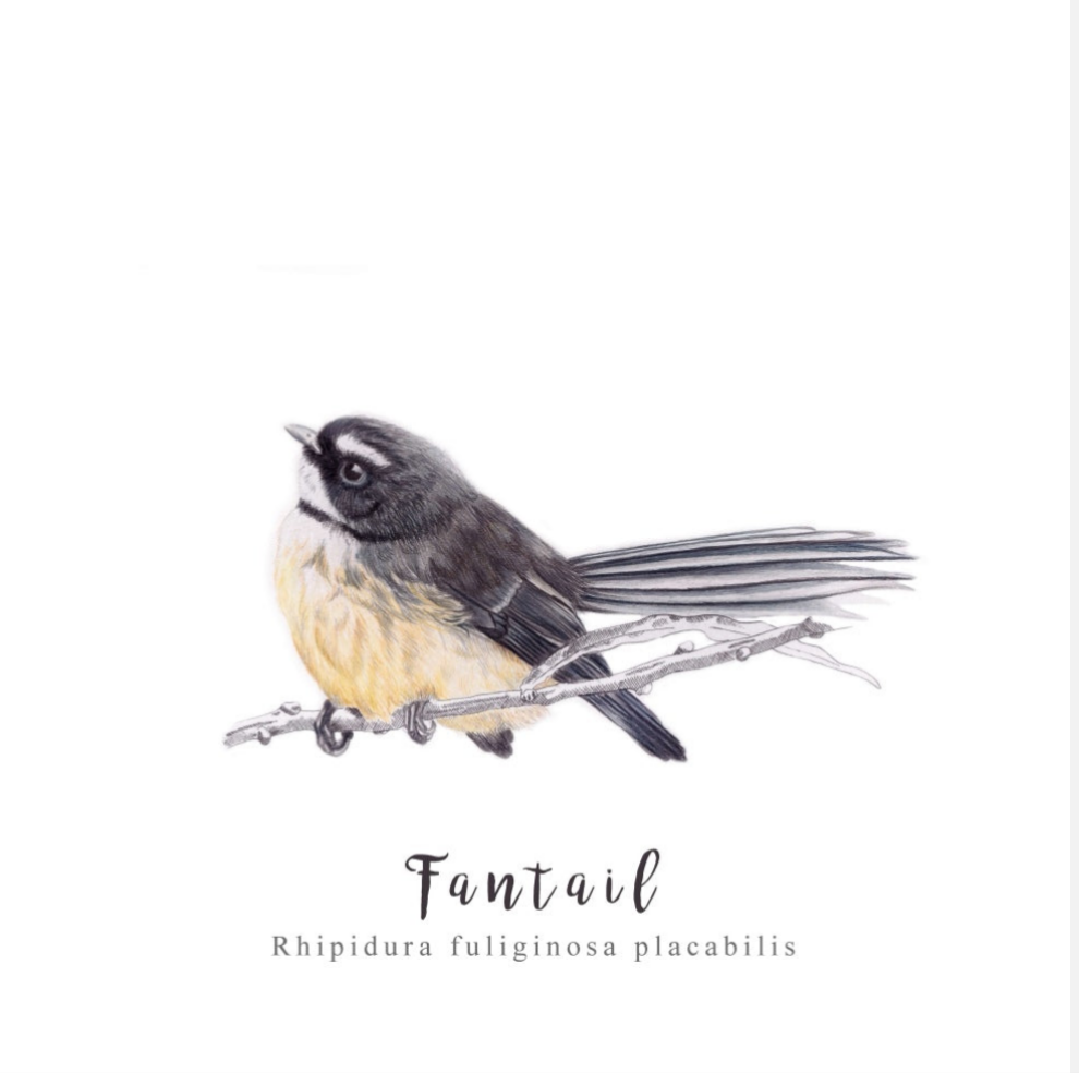 Fantail Fine Art Print NZ Tea Towel - White