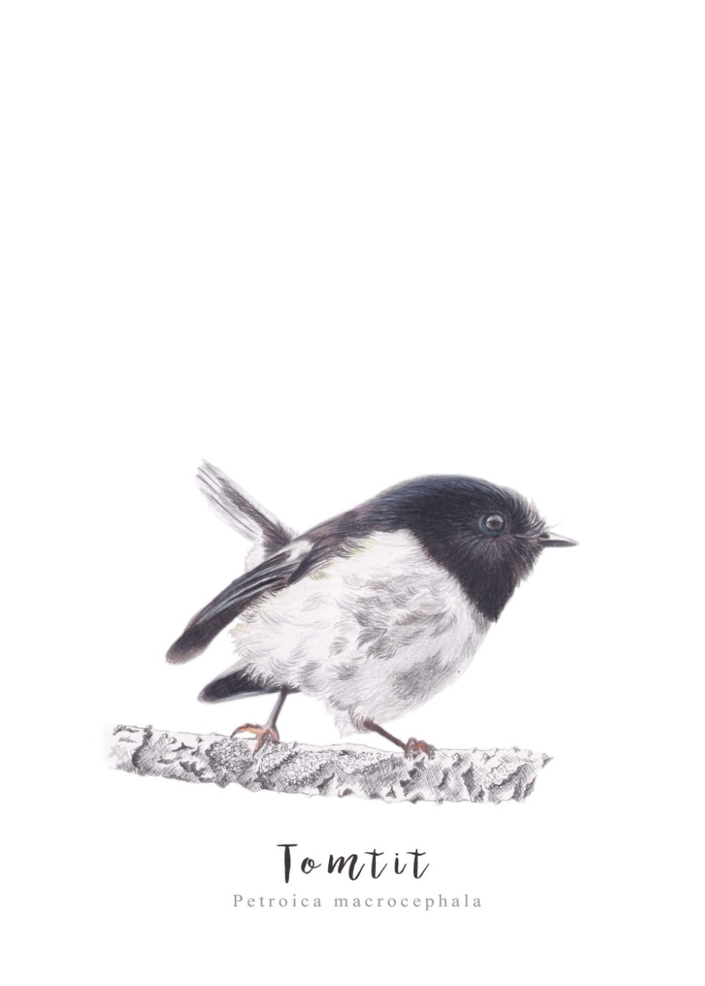 Tomtit Fine Art NZ Tea Towel - White