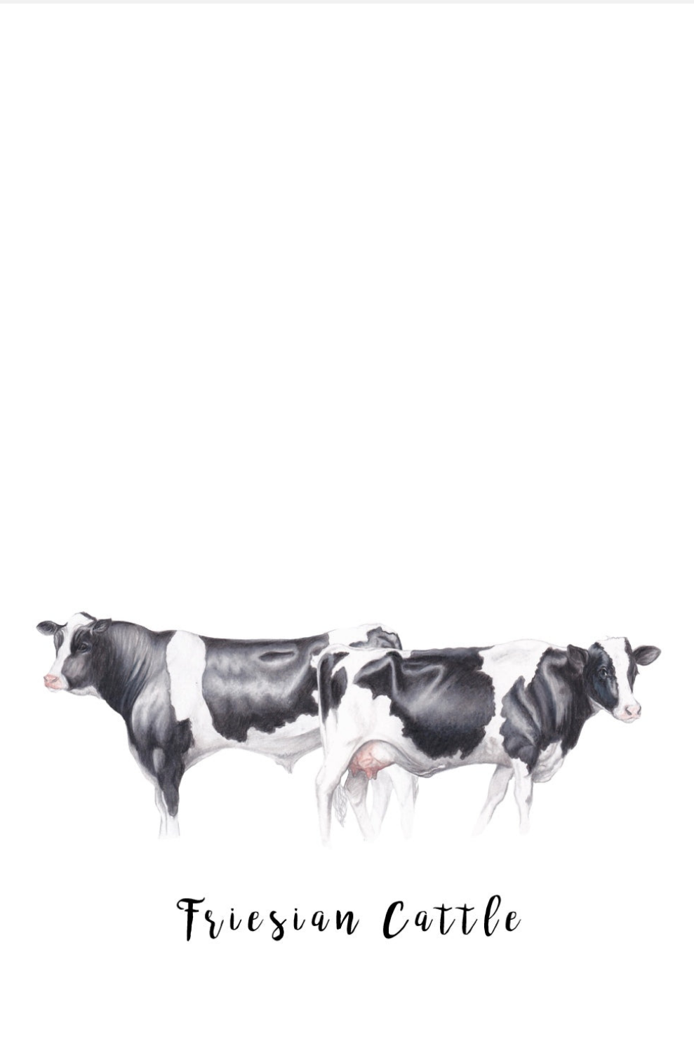 Friesian Cattle Fine Art NZ Tea Towel - White