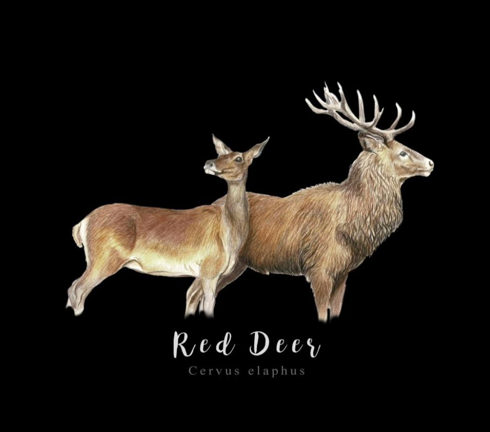 Red Deer Fine Art NZ Tea Towel - Black