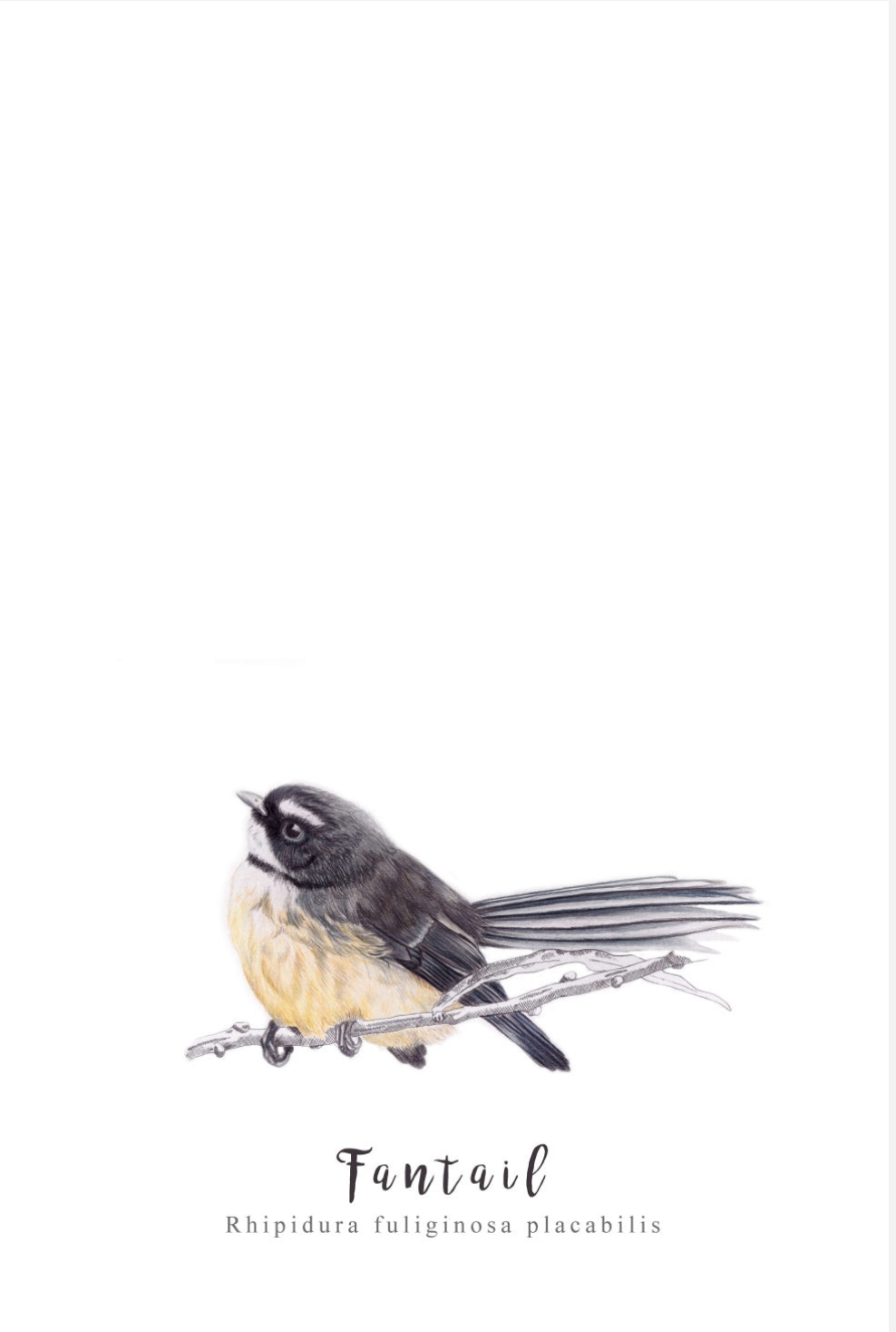 Fantail Fine Art Print NZ Tea Towel - White