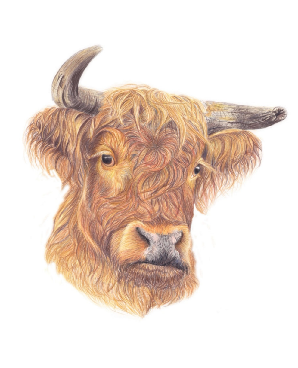 Highland Bull Fine Art NZ Tea Towel - White