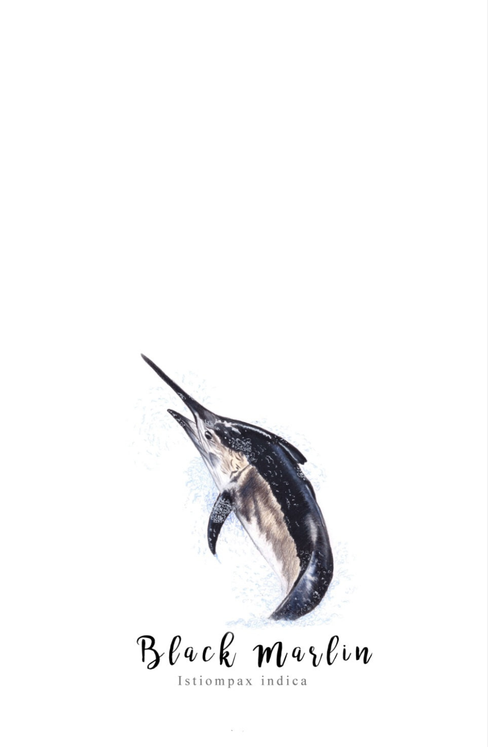 Black Marlin Fine Art NZ Tea Towel - White
