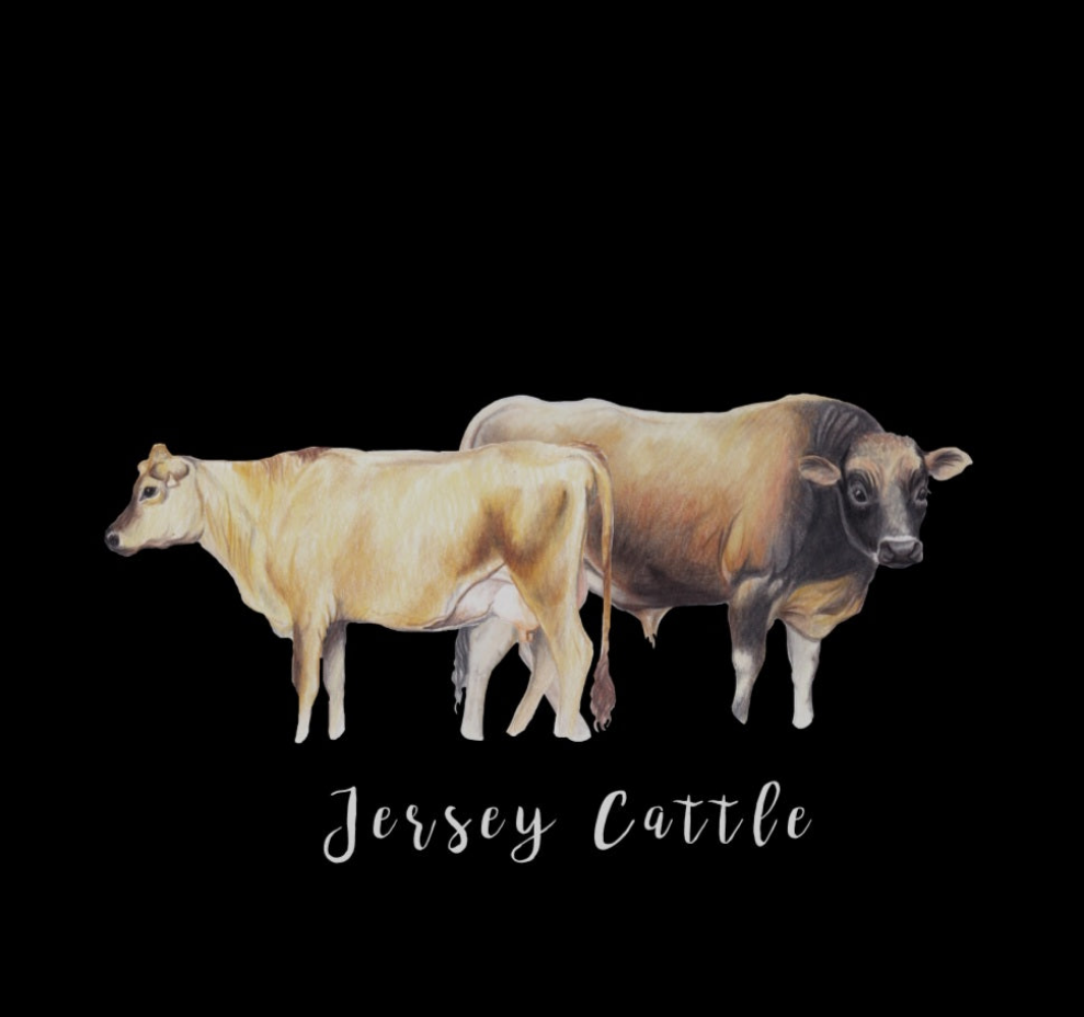 Jersey Cattle Fine Art NZ Tea Towel - Black
