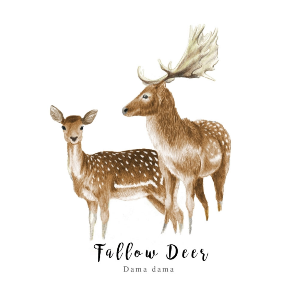 Fallow Deer Fine Art NZ Tea Towel - White