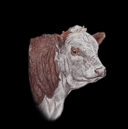 Hereford Bull Fine Art Tea Towel -Black