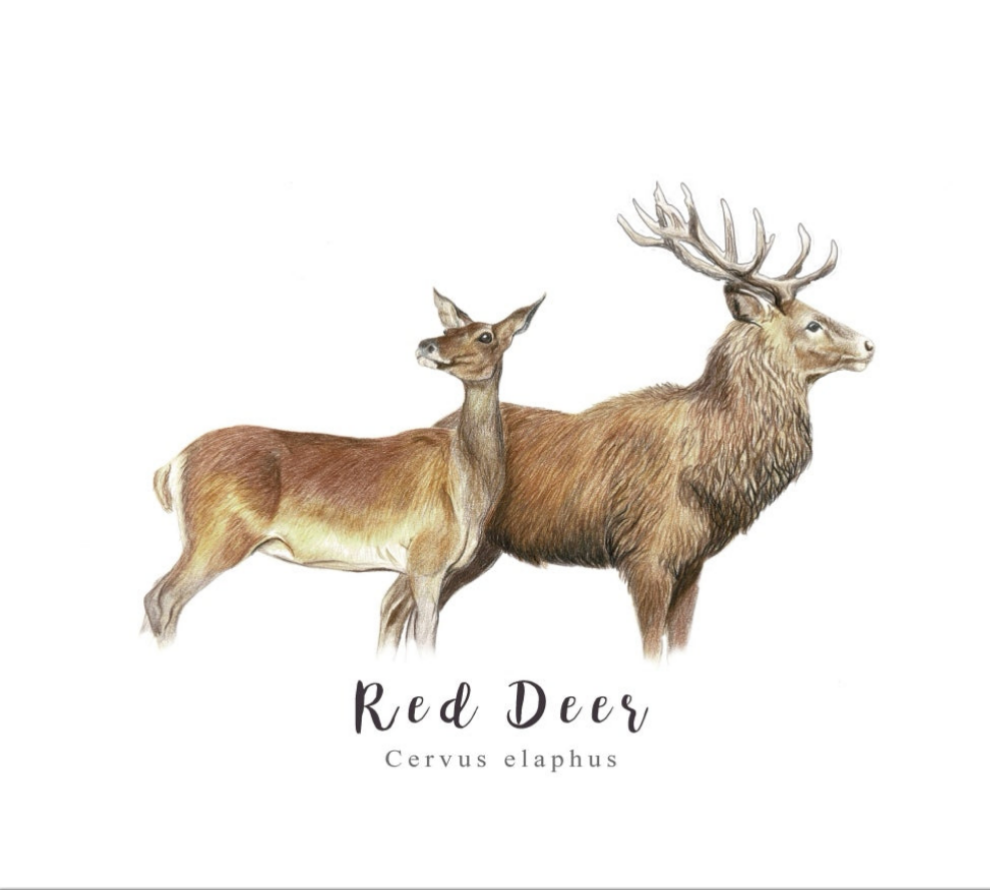 Red Deer Fine Art NZ Tea Towel - White