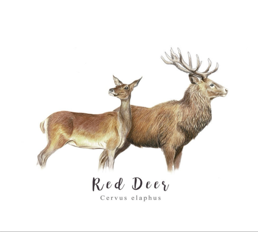 Red Deer Fine Art NZ Tea Towel - White