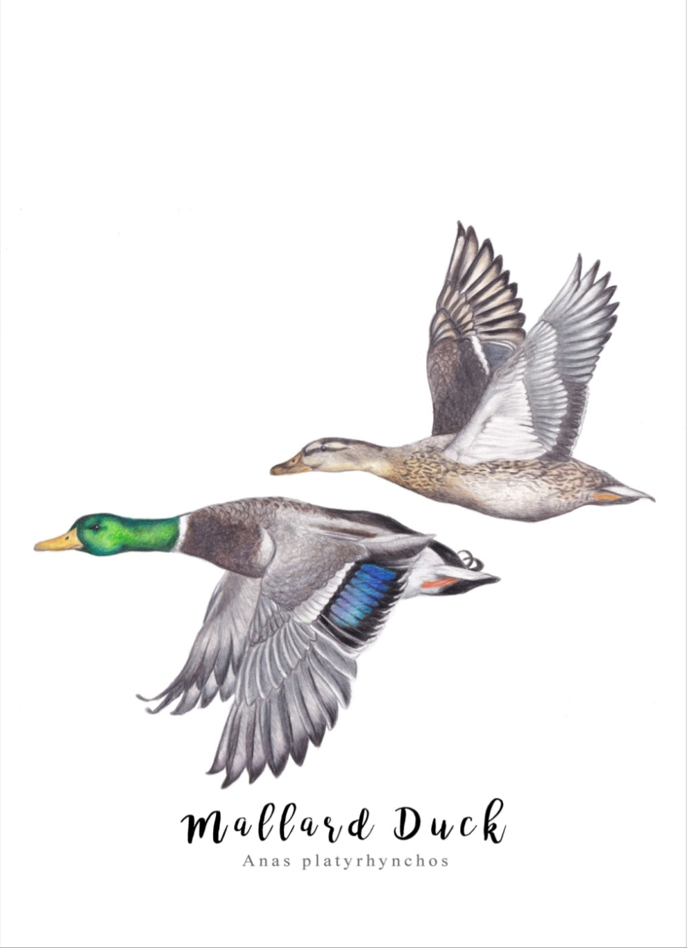 Pair of Ducks Fine Art NZ Tea Towel - White