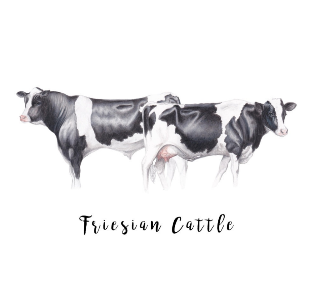 Friesian Cattle Fine Art NZ Tea Towel - White
