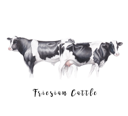 Friesian Cattle Fine Art NZ Tea Towel - White