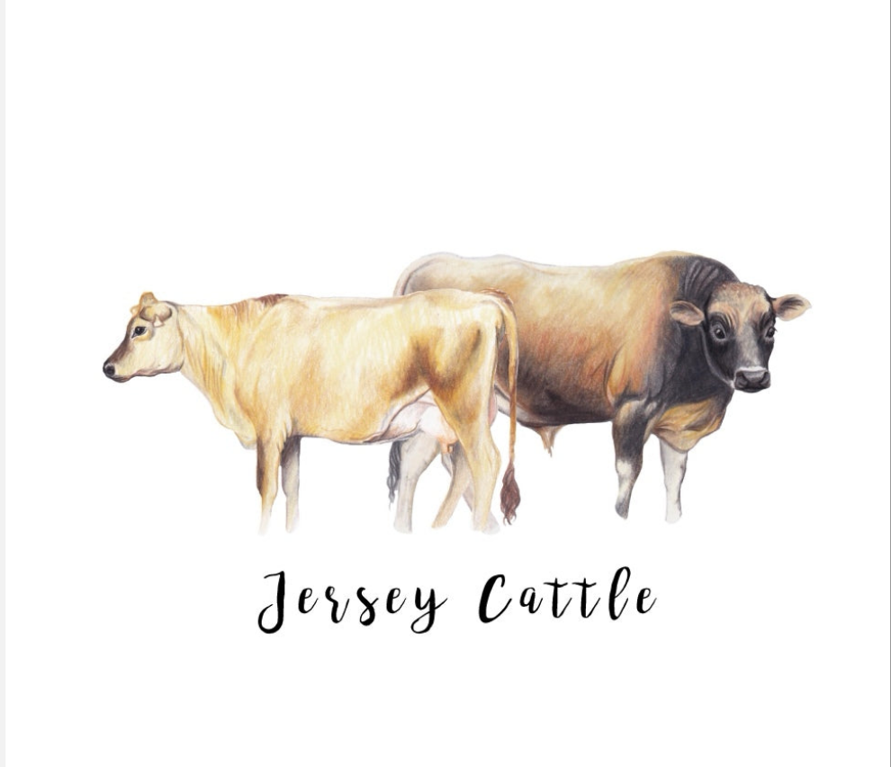 Jersey Cattle Fine Art NZ Tea Towel - White