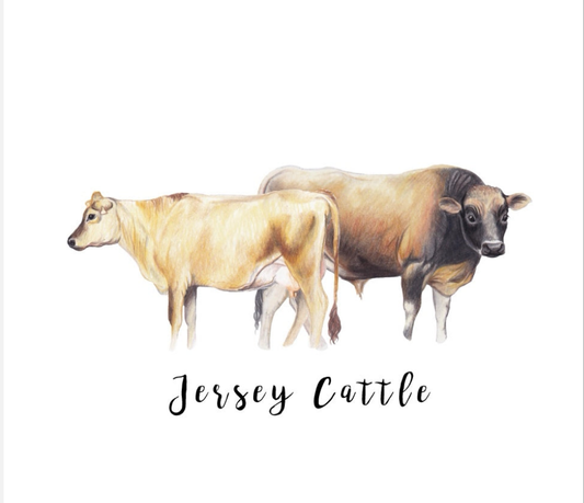 Jersey Cattle Fine Art NZ Tea Towel - White