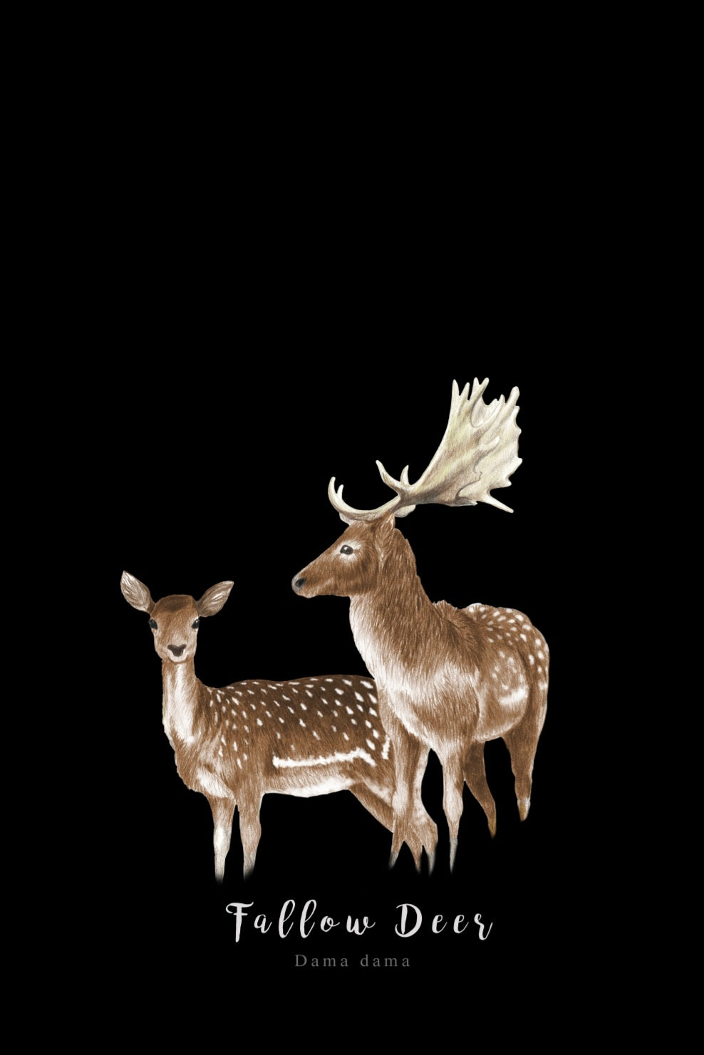 Fallow Deer Fine Art NZ Tea Towel - Black