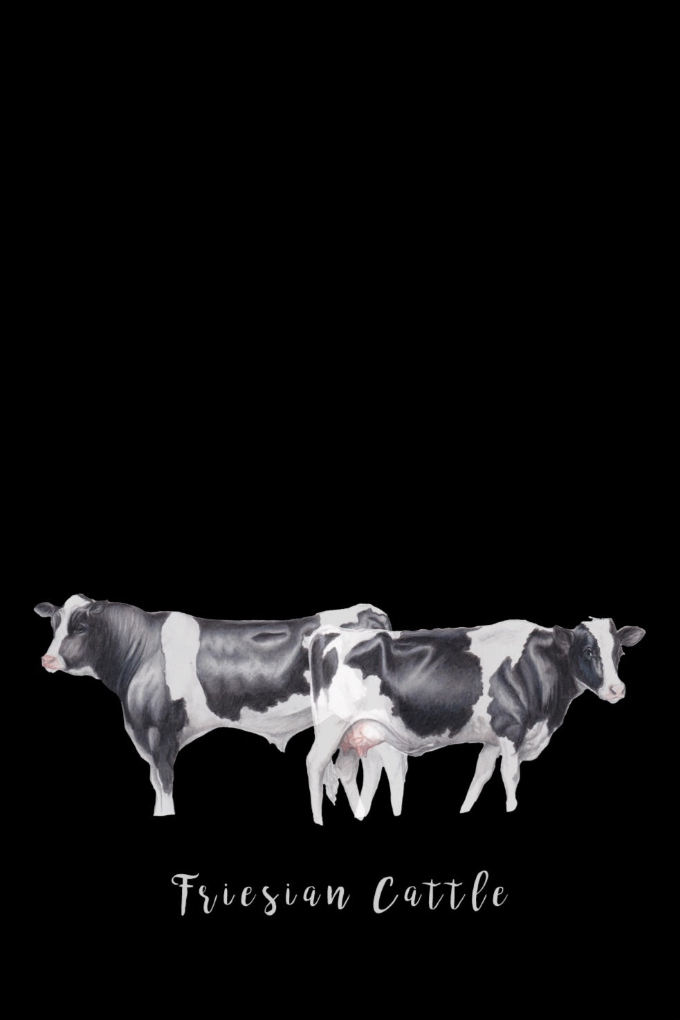 Friesian Cattle Fine Art NZ Tea Towel - Black
