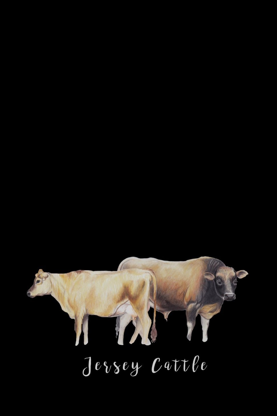 Jersey Cattle Fine Art NZ Tea Towel - Black