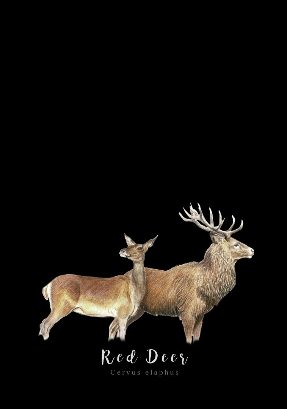 Red Deer Fine Art NZ Tea Towel - Black