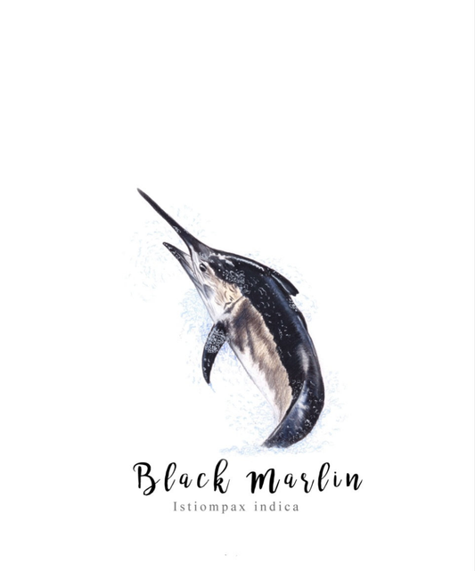 Black Marlin Fine Art NZ Tea Towel - White