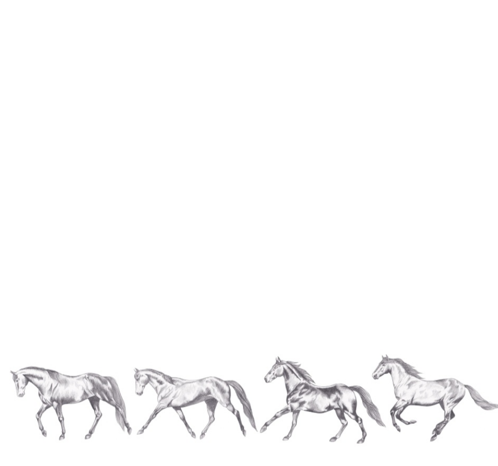 Vintage Horses Paces NZ Tea Towel - White