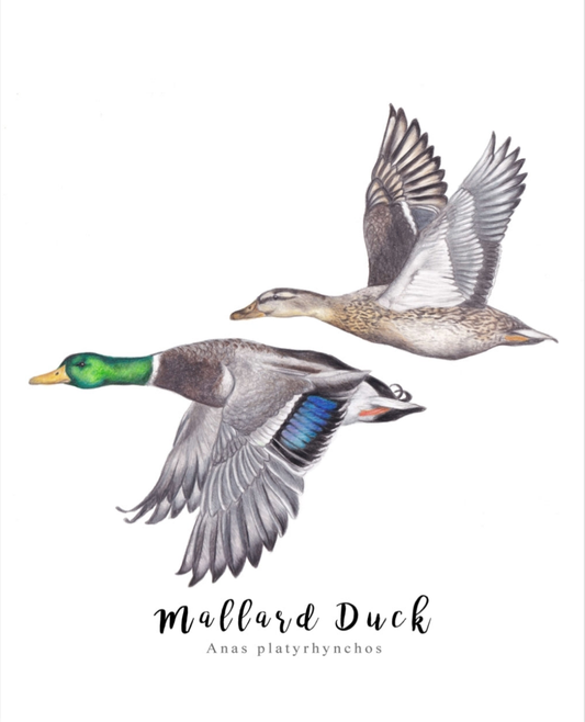 Pair of Ducks Fine Art NZ Tea Towel - White