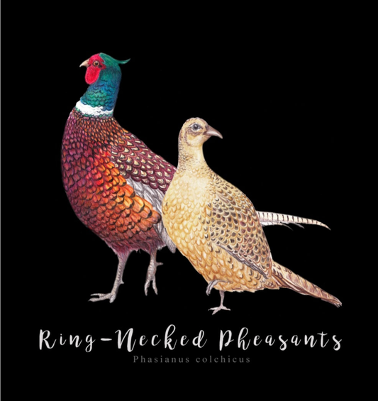 Pair of Ring-Necked Pheasants NZ Tea Towel - Black