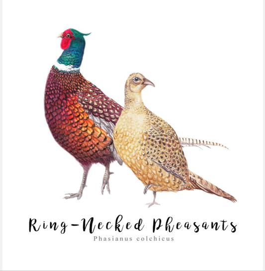 Pair of Ring-Necked Pheasants NZ Tea Towel - White