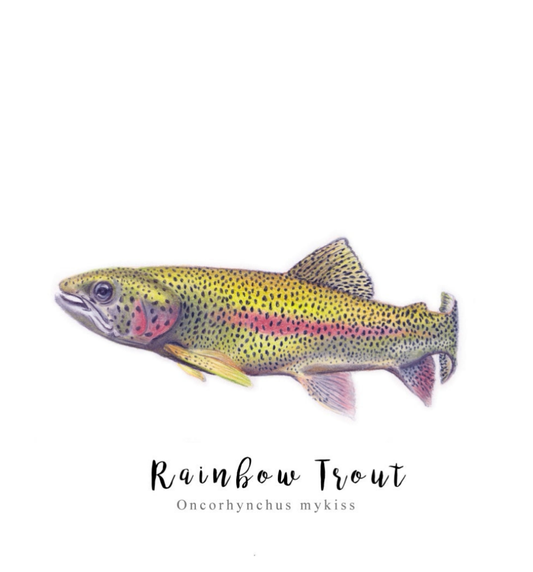 Trout Fine Art NZ Tea Towel