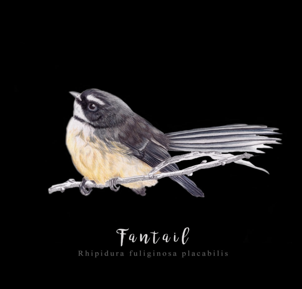 Fantail Fine Art Print NZ Tea Towel - Black