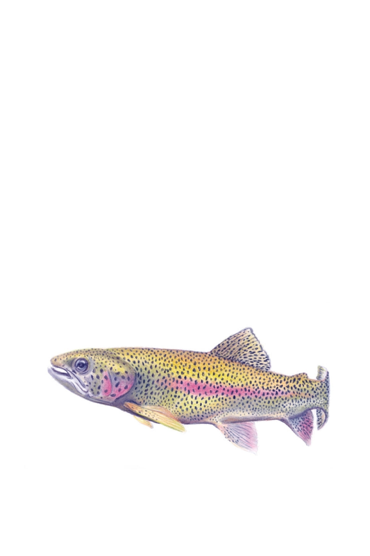 Trout Fine Art Tea Towel (no writing)