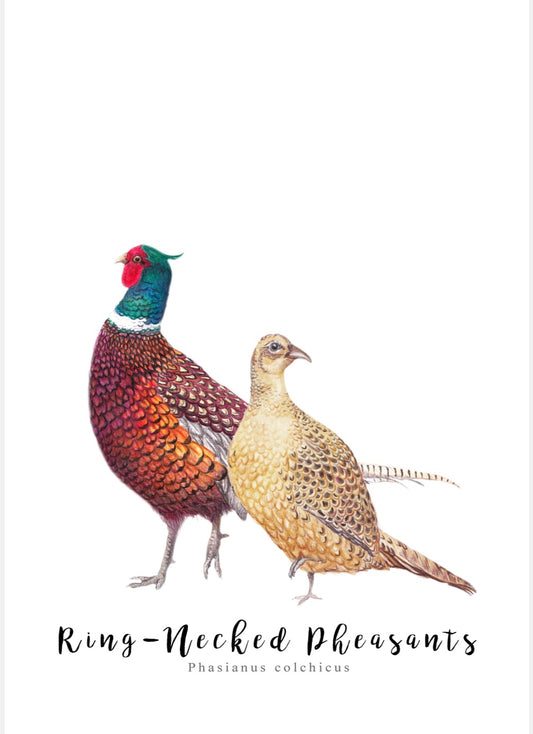 Pair of Ring-Necked Pheasants NZ Tea Towel - White