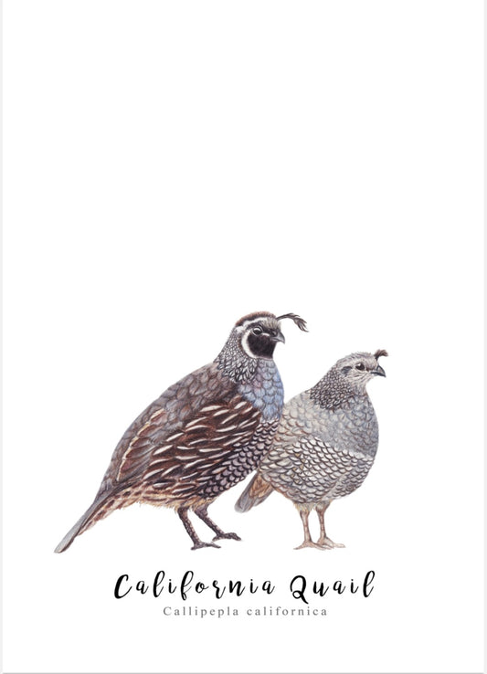 Pair of California Quail NZ Tea Towel - White