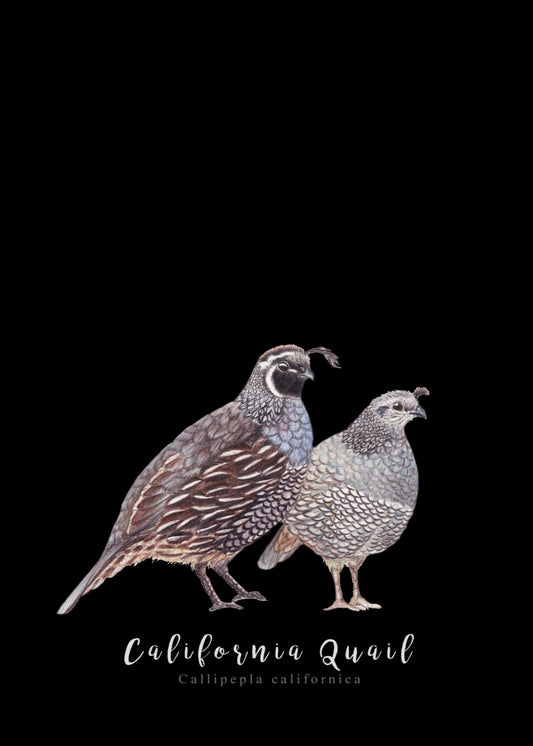 Pair of California Quail NZ Tea Towel - Black