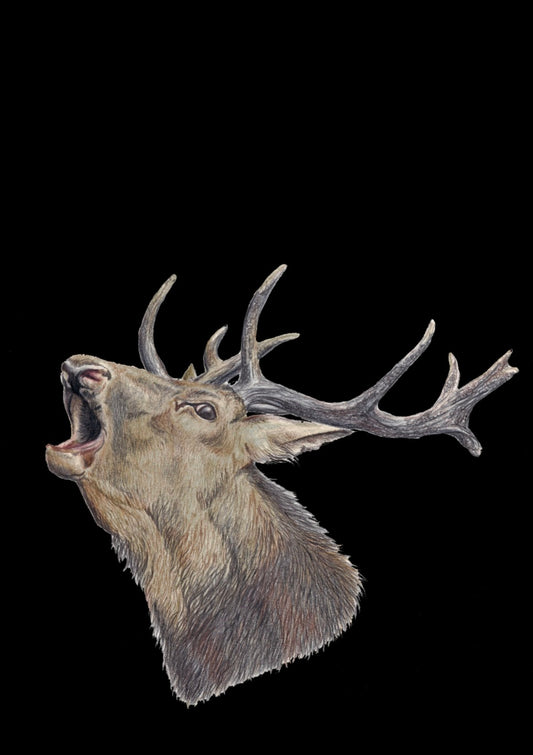 Roaring Stag Fine Art NZ Tea Towel-Black