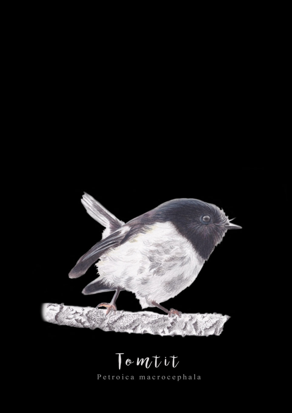 Tomtit Fine Art NZ Tea Towel - Black