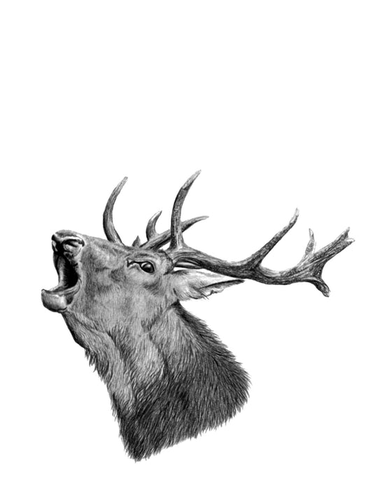 Roaring Red Stag Fine Art Print NZ Tea Towel (Black and White)