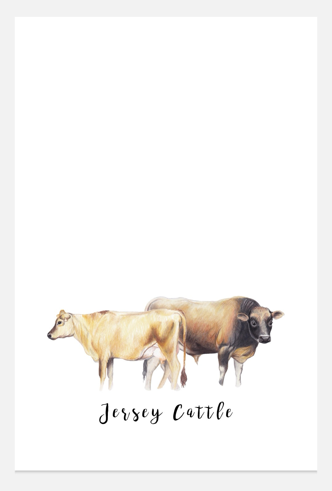Jersey Cattle Pair NZ Tea Towel