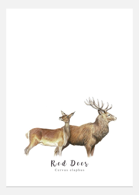 Red Deer Fine Art Print NZ Tea Towel